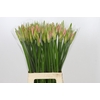 Nerine Vesta K