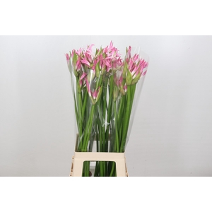 Nerine Bicolor Lipstick