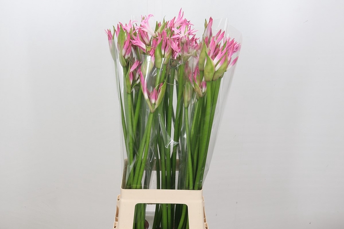 Nerine Bicolor Lipstick