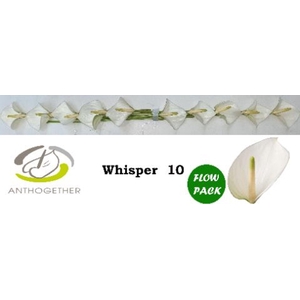Anthurium andr. 'Whisper'