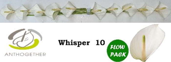 <h4>Anthurium andr. 'Whisper'</h4>