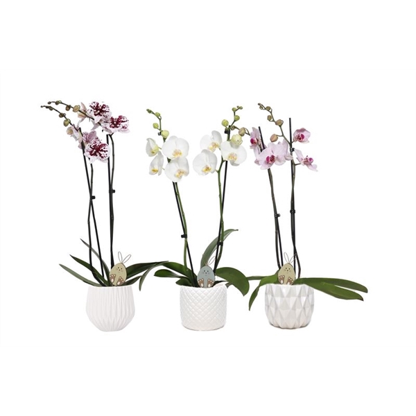 <h4>Dolomite p12 White mix Phal mix 2T14+</h4>