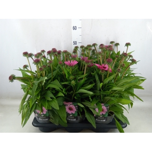 Echinacea purp. 'Sunmag Vin Hot Pk'