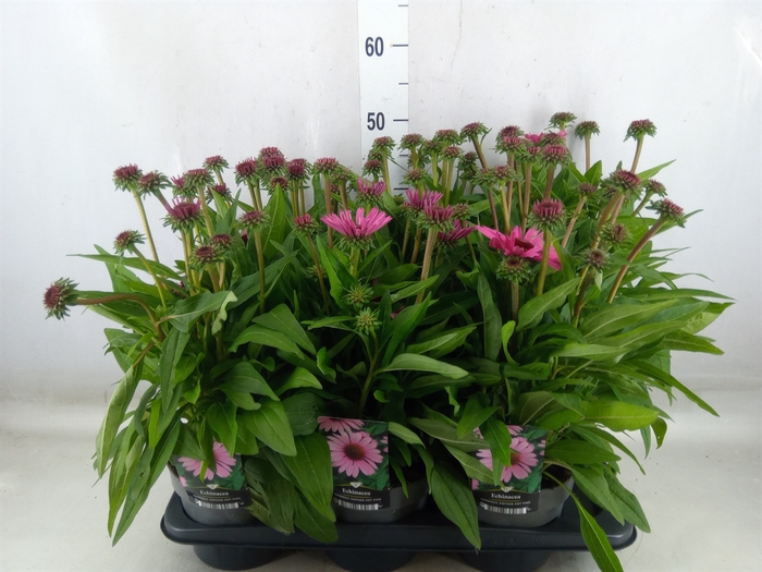 <h4>Echinacea purpurea Sunmagic Vintage</h4>