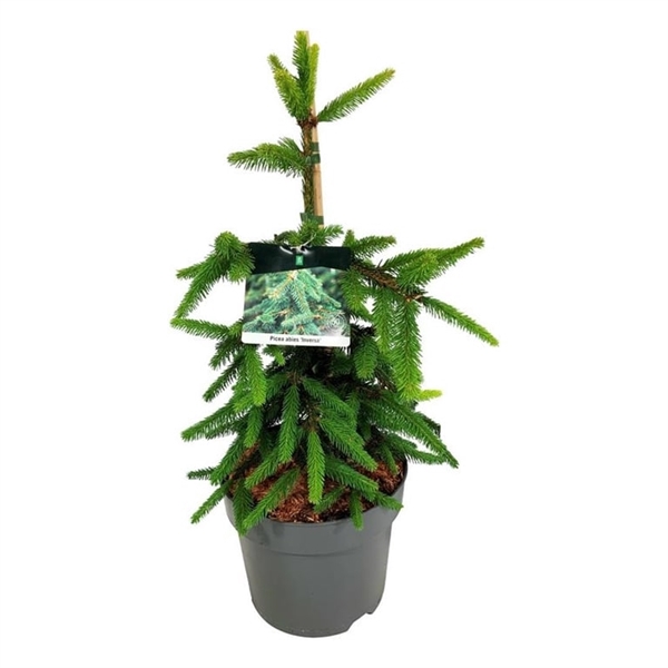 <h4>Picea abies 'Inversa'</h4>