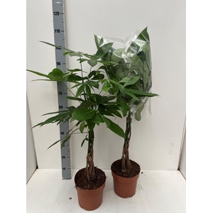 PACHIRA AQUATICA