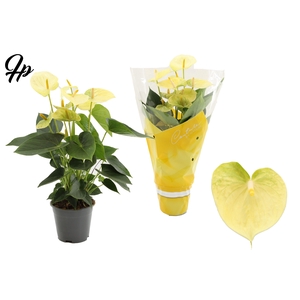 Anthurium 14 cm Vanilla in Couture sleeve