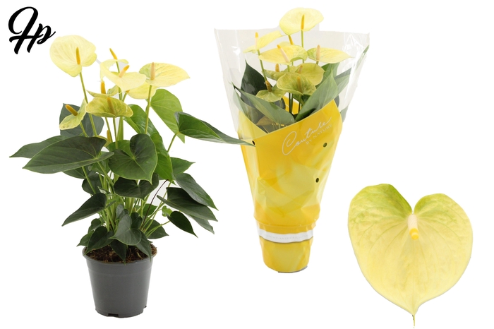 <h4>Anthurium 14 cm Vanilla in Couture sleeve</h4>