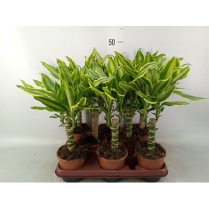 Dracaena frag. 'Golden Queen'