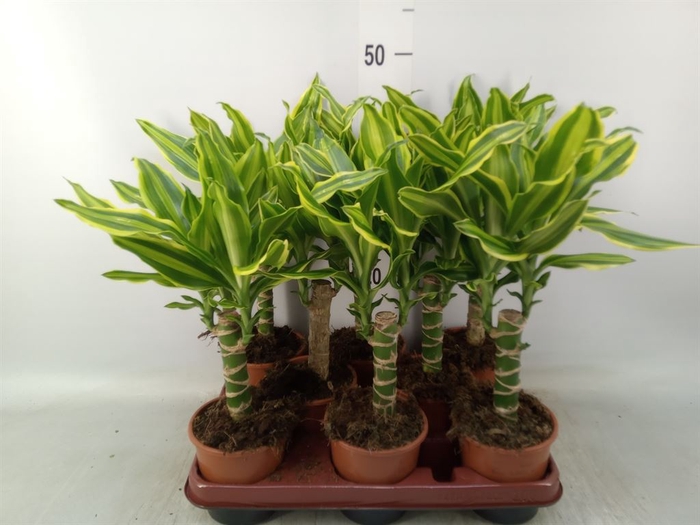<h4>Dracaena frag. 'Golden Queen'</h4>