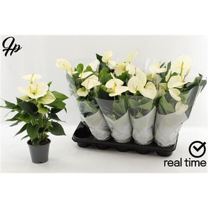Anthu An Cocos 5-6 Bloemen+