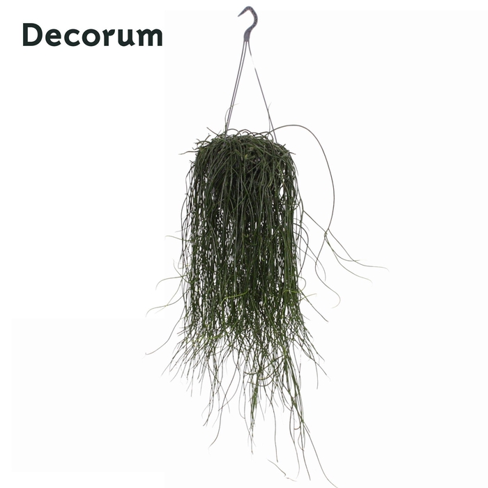 <h4>Rhipsalis floccosa 21cm</h4>
