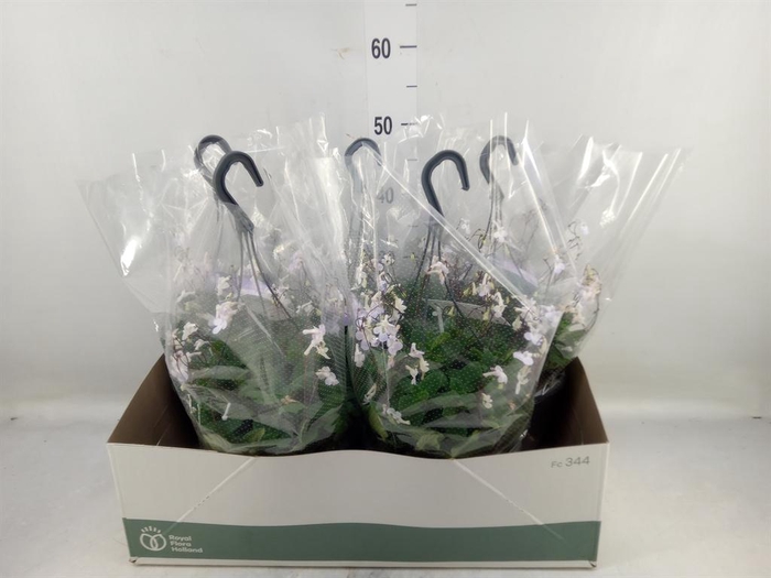 <h4>Streptocarpus   ...</h4>