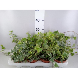 Hedera   ...variegated