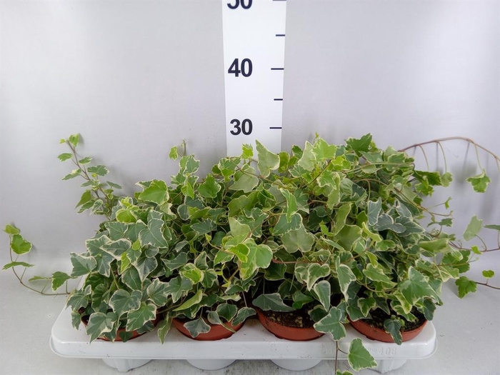 <h4>Hedera   ...variegated</h4>