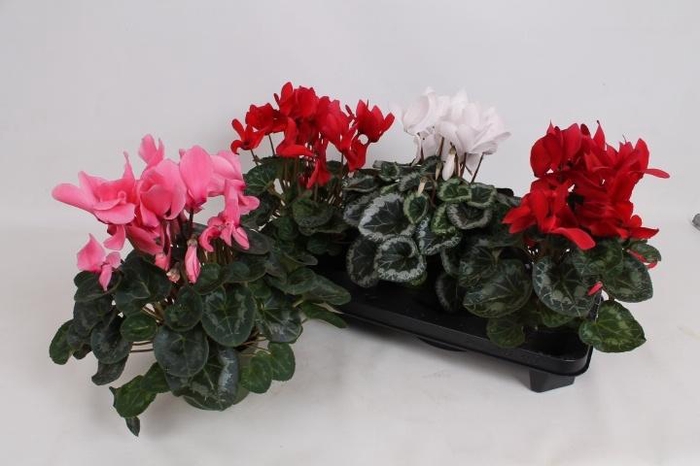 <h4>CYCL GR SUP MAMMOTH</h4>