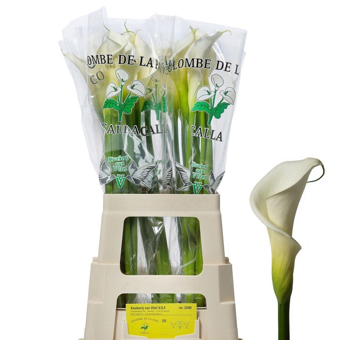 <h4>Zantedeschia ae colombe de la paix</h4>