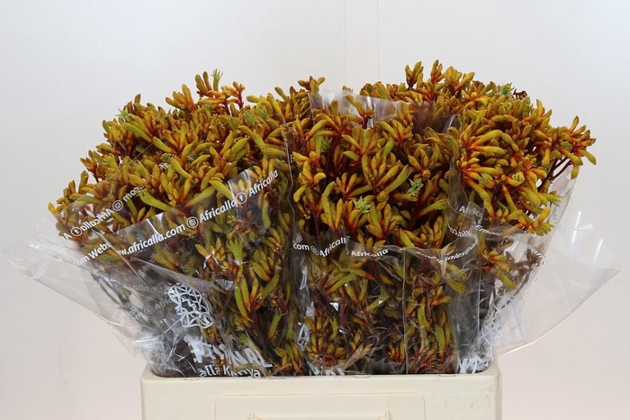 <h4>Anigozanthos Gold Fever</h4>