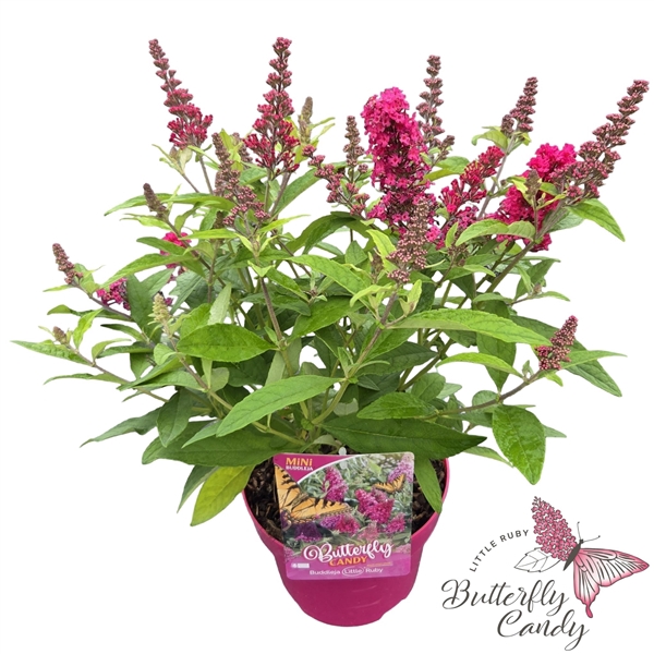 <h4>Buddleja d. 'Little Butterfly Candy Ruby' ®</h4>