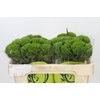 Dianthus Br Kiwi Mellow