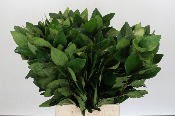 <h4>Viburnum Leaf (Per stem)</h4>