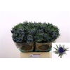 Eryngium Aquarius Qstar 60cm X40