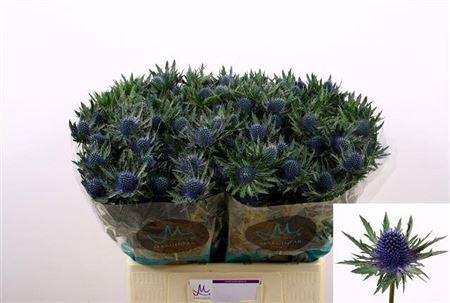 <h4>Eryngium Aquarius Qstar Blue</h4>