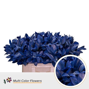 Ruscus   ...colored H%
