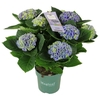 Hydrangea Macrophylla blauw Magical Evolution 7/8 kop