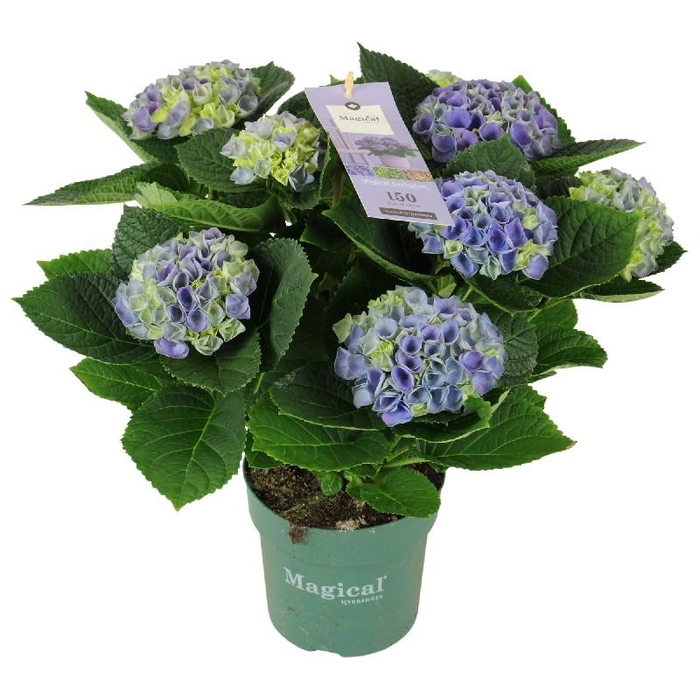 Hydrangea Macrophylla blauw Magical Evolution 7/8 kop