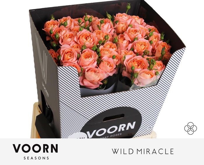 <h4>R TR WILD MIRACLE</h4>