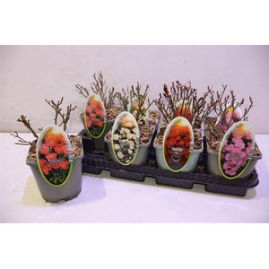 Rosa Spel Crystal F Mixtray