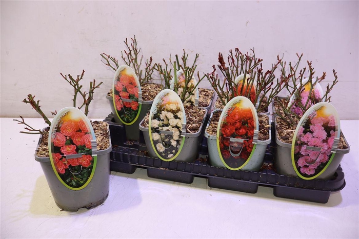 <h4>arr8 Rosa Spel Crystal F Mixtray</h4>