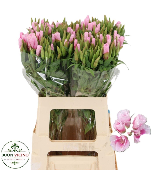 <h4>Clarkia Am Gr Pink</h4>