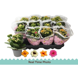 KAL GE GEM TWEEKL BL