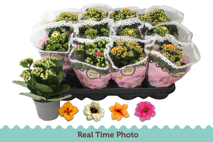 <h4>KAL GE GEM TWEEKL BL</h4>