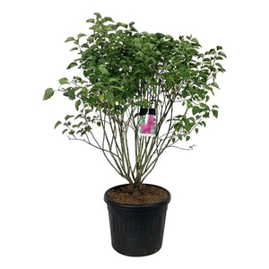 Syringa v. 'And. an Ludwig Späth'