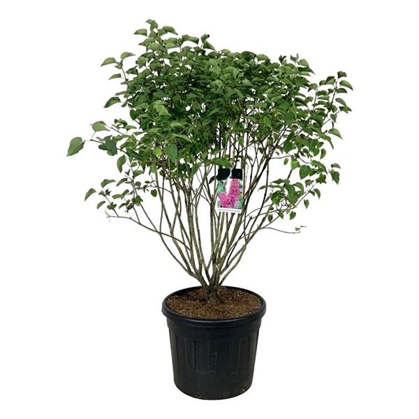 <h4>Syringa v. 'And. an Ludwig Späth'</h4>