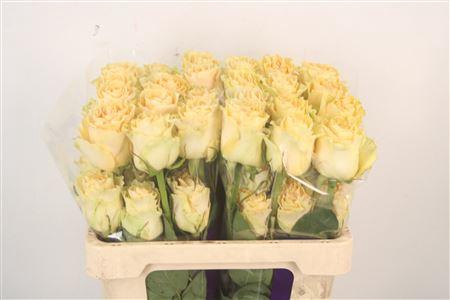 <h4>R Gr Ec Cream Carpe Diem</h4>