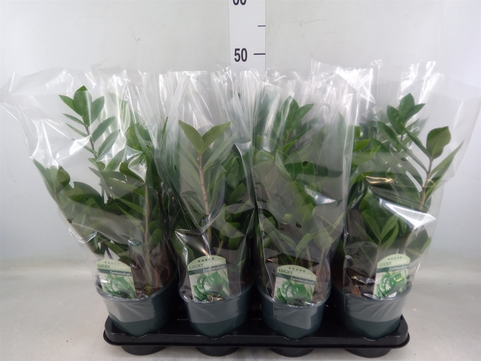 <h4>Zamioculcas zamiifolia</h4>