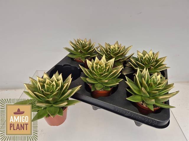 <h4>ECHEV  AGAV EBONY</h4>