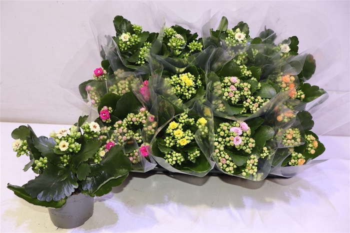 <h4>arr8 Kal Ge Gem 5 Kl</h4>