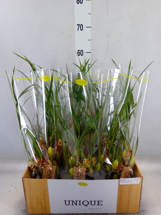 <h4>Orchideeen   ...</h4>