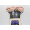 Ozothamnus Cooks Pink