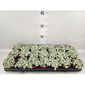 Fittonia  'Mosaic White Forest Fla'