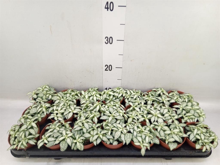 <h4>Fittonia  'Mosaic White Forest Fla'</h4>