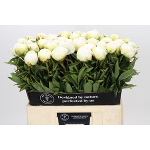 Paeonia Madame Claude Tain