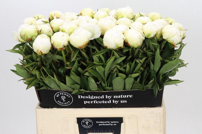 Paeonia Madame Claude Tain