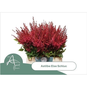 Astil Ar Else Schluc