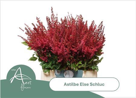 <h4>Astil Ar Else Schluc</h4>